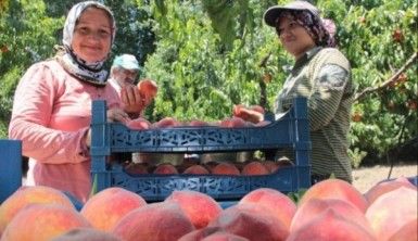 Bursa'da şeftali hasadı ve fiyatları yüzleri güldürdü