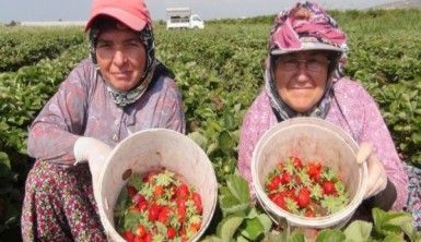 Çilek üreticileri sezonu mutlu kapattı