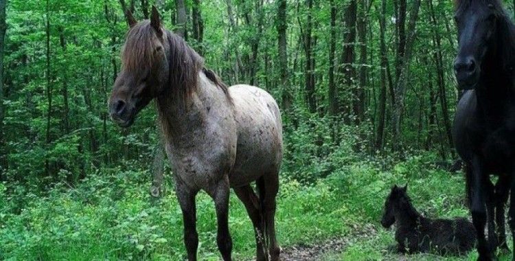 Fotokapan görüntüleri yaban hayatına ışık tutacak