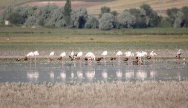 Flamingoların tek sıra sabah yürüyüşü şöleni