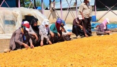 Kayısı kadınlar için iş kapısı oldu