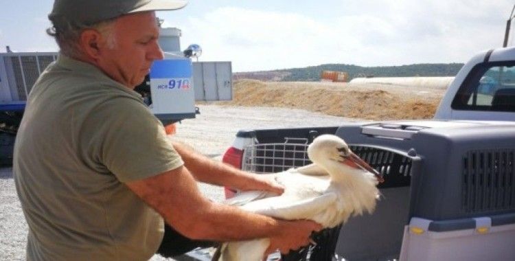 Yaralı leylek tedavi altına alındı