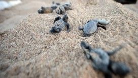 ​Caretta carettalarda sevindirici artış