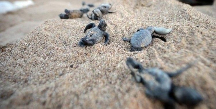 ​Caretta carettalarda sevindirici artış