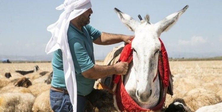 'Beyaz eşekleri' koruma çalışması sonuç veriyor