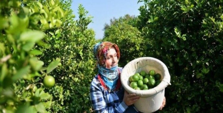 Limon hasadında yük kadınlarda