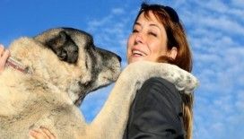 Kangal köpeklerine hayran kaldılar