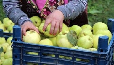 Ayva merkezi Geyve'de ayva hasadı başladı