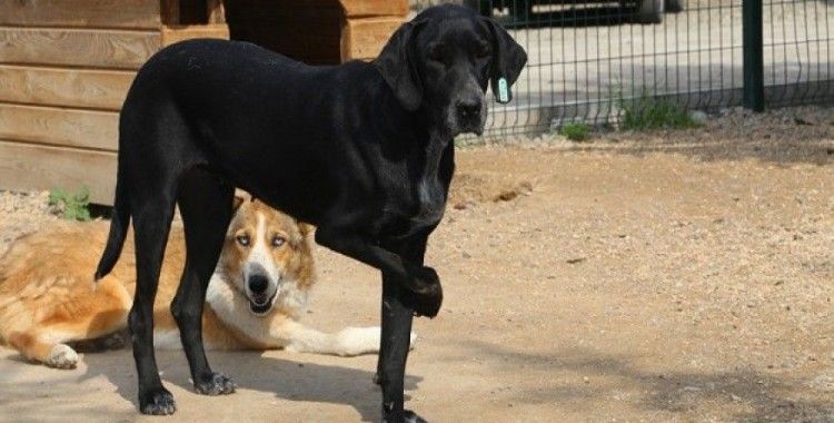 Engelli sokak köpekleri hayata sevgiyle tutunuyor