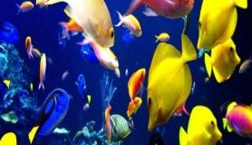 Balıklar susar mı ?