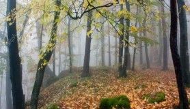 Yaprakları dökülen ağaçlar nasıl fotosentez yapar?