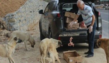 Her gün 5 saatini sokak hayvanlarına ayırıyor