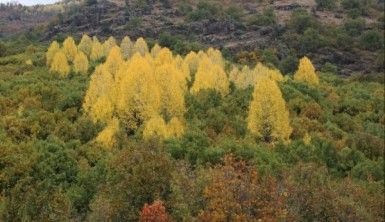 Tunceli'de sonbahar güzelliği