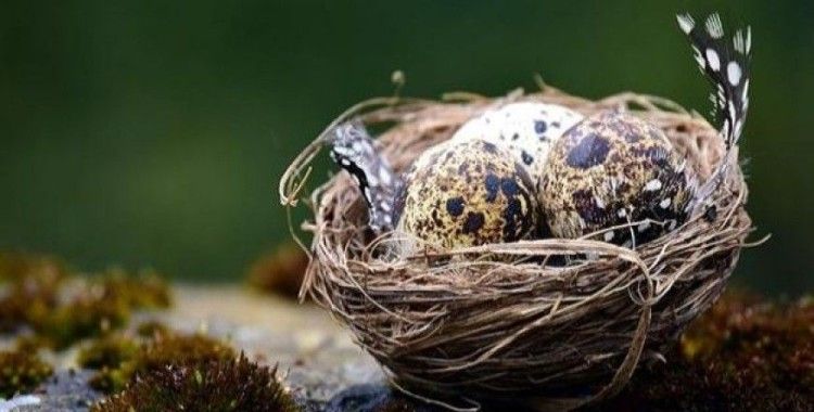 Kuş yumurtalarının renklerinde dinozor etkisi