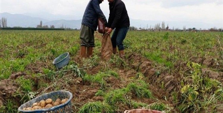 Organik patatesle başarı hikayesi yazdı