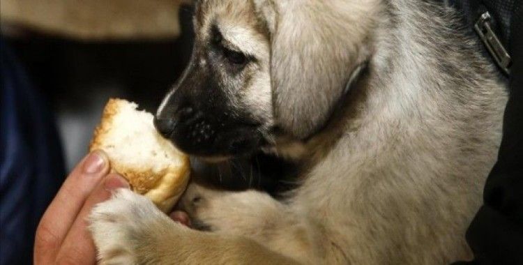 Köpek yavrularını donmaktan kurtardılar