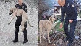 Polisin kucağında taşıdığı yaralı köpek iyileşiyor