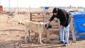 Dolmuş şoförleri ayağı kesik köpeğe protez taktırdı