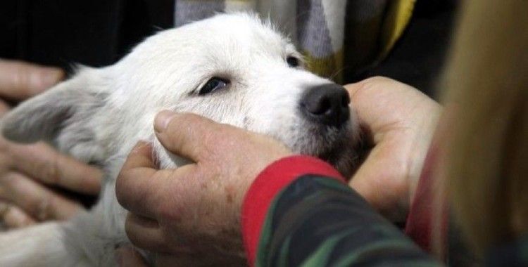 Valinin yardım eli uzattığı 'Fındık' ameliyat oldu