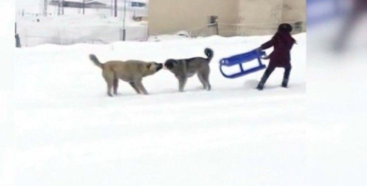 Çocuklar ile köpeklerin kızak kapma mücadelesi