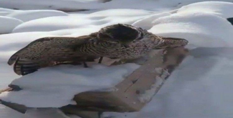 Çorum’da soğuktan donmuş şekilde atmaca bulundu