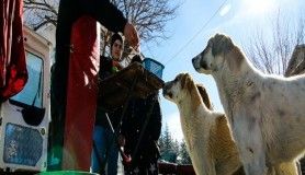 Sokak köpekleri seyyar balıkçının yolunu gözlüyor