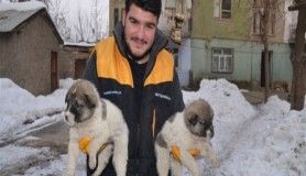 Donma tehlikesi geçiren köpek yavrularına sahip çıktılar