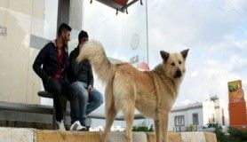 Sahibinin terk ettiği köpek dolmuş durağından ayrılmıyor