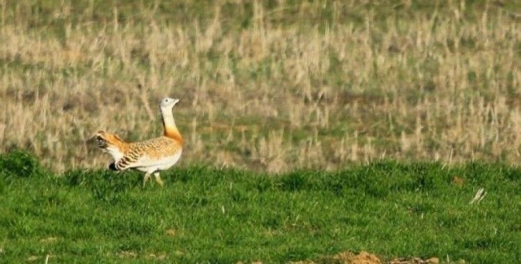 Dünyanın uçabilen en ağır kuşu Türkiye'de gözlemlendi