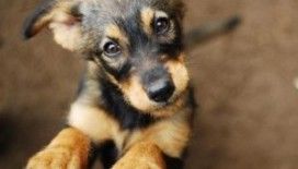 Bugün Dünya Sokak Hayvanları Günü