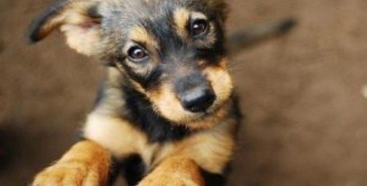 Bugün Dünya Sokak Hayvanları Günü