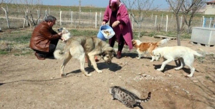 Sokak hayvanlarına aile şefkatiyle bakıyorlar