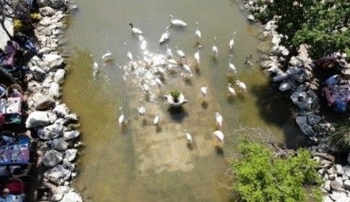 Flamingolu Köy Anneler Günü'nde ziyaretçi akınına uğradı