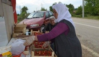 Bursa Çileği'nde ilk hasat başladı