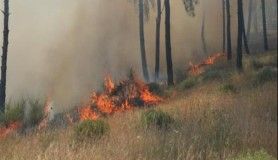 Hatay’da mesire alanında yangın çıktı