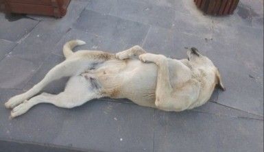 Sokak köpeği uyuma şekli ile dikkat çekiyor