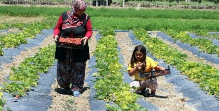 Çilek üreten eller projesi kadınlarla hayat buldu