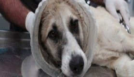  Kafası bidona sıkışan köpek tekrar hayata döndürüldü