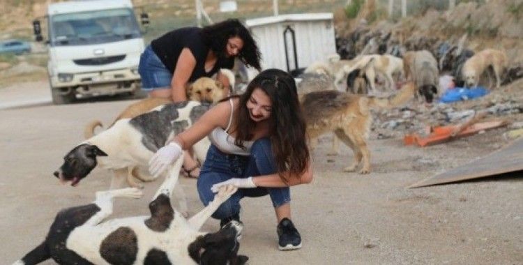 Kimsesiz köpekleri sevgiyle besliyorlar