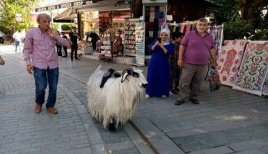 Keçisi ile evcilleştirdiği kargaları arkadaş oldu