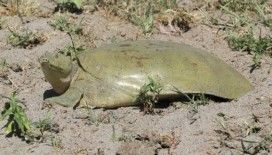 Diyarbakır’da nesli tükenmek üzere olan Fırat kaplumbağası bulundu