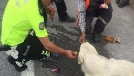 Bitkin düşen köpeğe polis şefkati