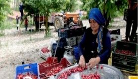 Türkiye'nin en kaliteli kirazını yetiştiriyorlar, tek şikayetleri para kazanamamak