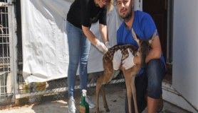 Kızıl geyik yavruları tedavi altına alındı