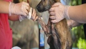 Yangında yaralanan köpek tedavi altında