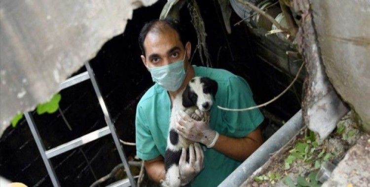 Kuyuya düşen köpek yavrularını belediye ekipleri kurtardı