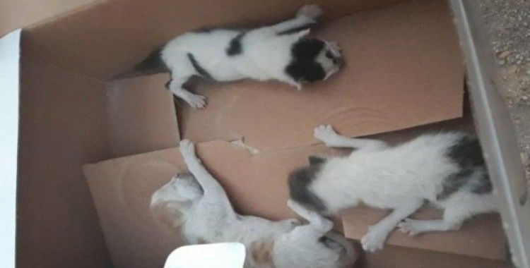 Bodrumda mahsur kalan kedi ve yavruları kurtarıldı