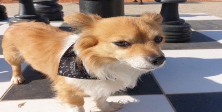 Sinop’ta köpeğini kaybetti, çevre illerde arıyor