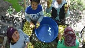 İlkbaharda yağan kar 'Kağızman kayısısı'nı vurdu