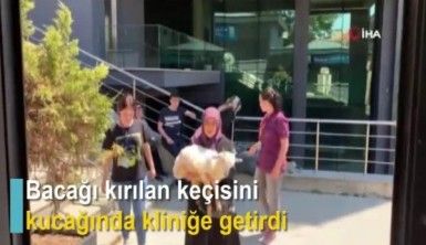 Bacağı kırılan keçisini kucağında kliniğe getirdi